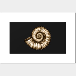 Ammonite Fossil Posters and Art